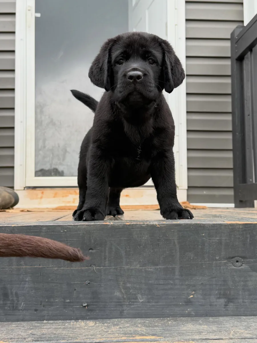 Labrador pet