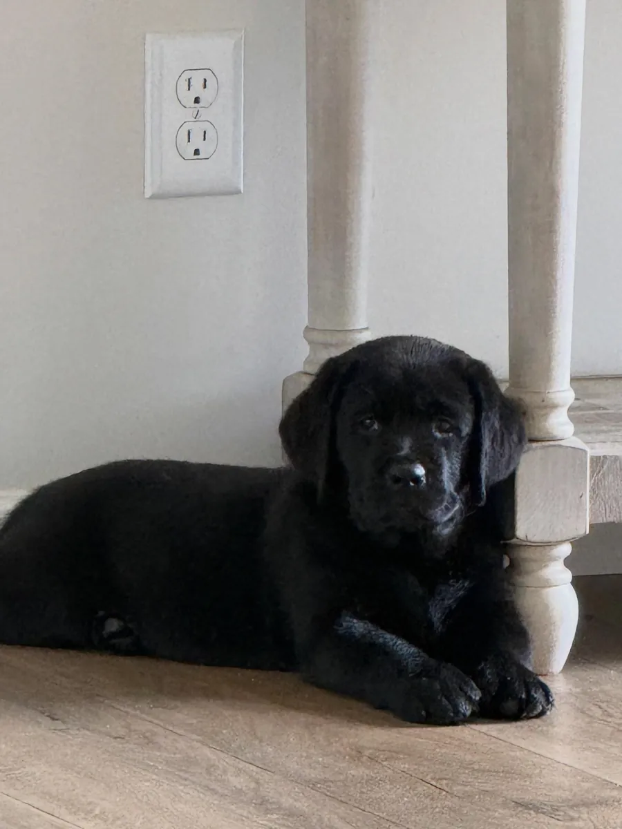 Labrador pet