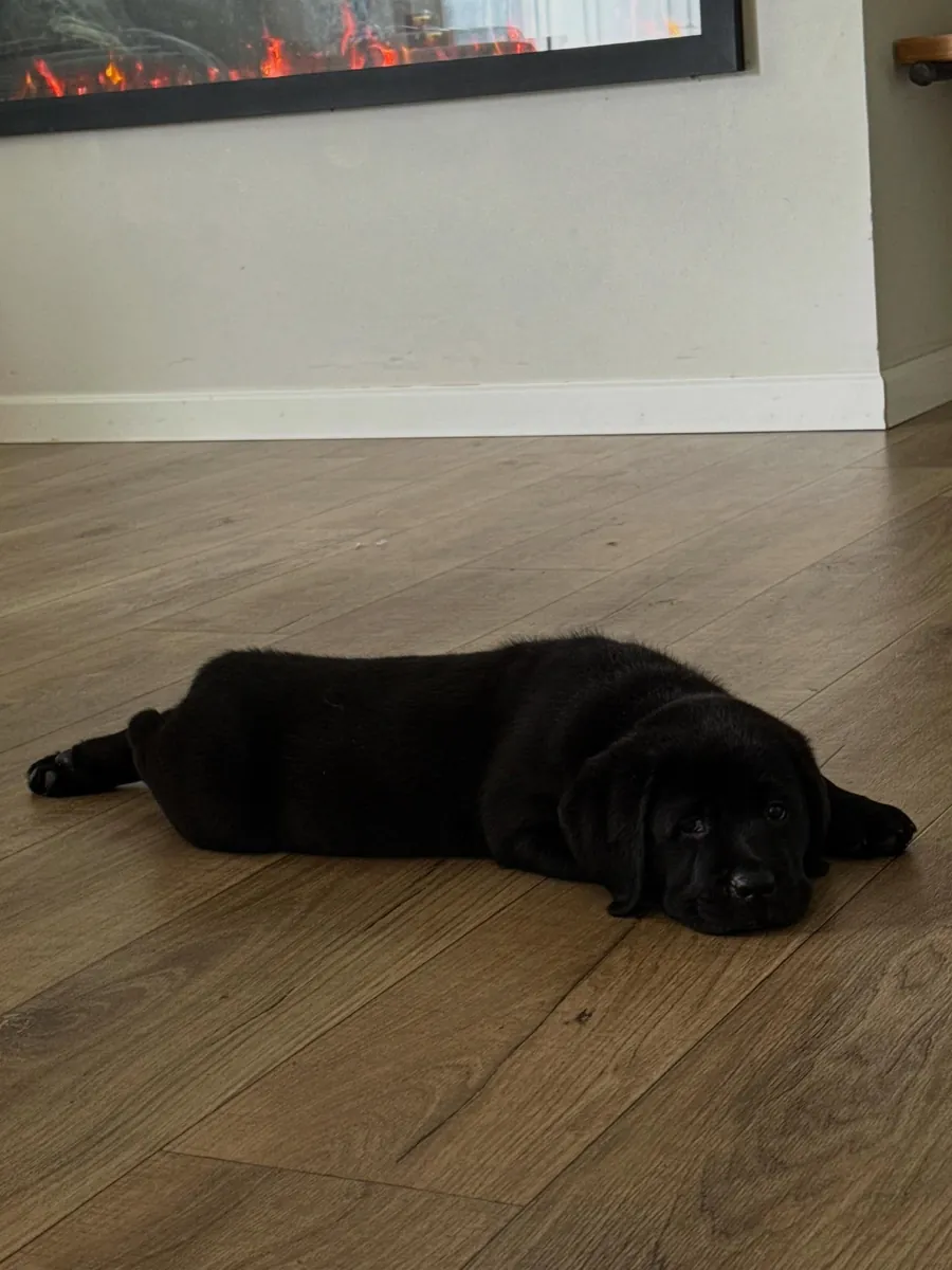 Labrador pet