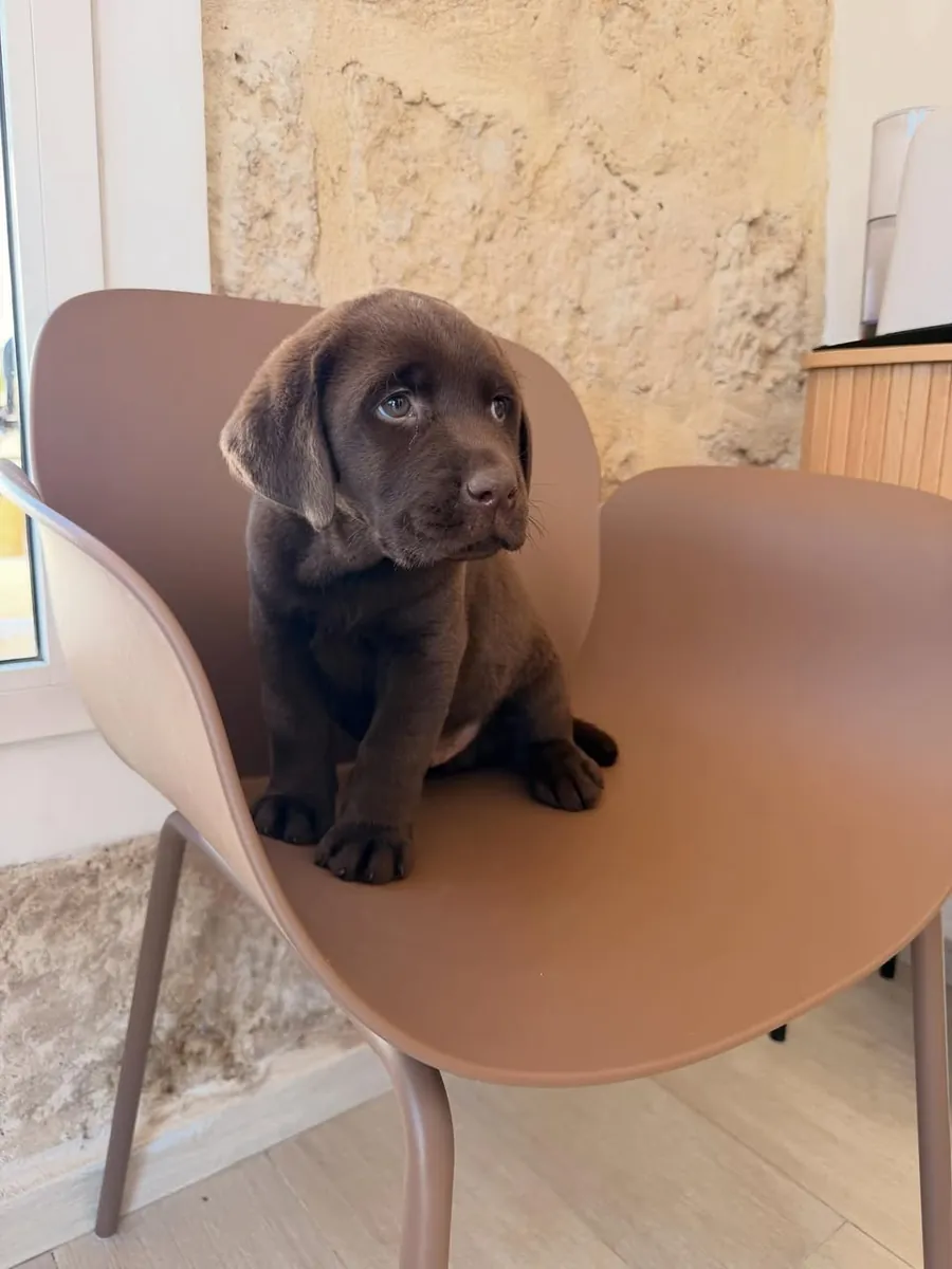 Cute Labrador puppies 