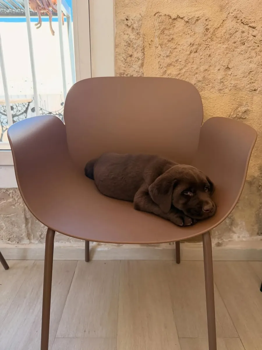Cute Labrador puppies 