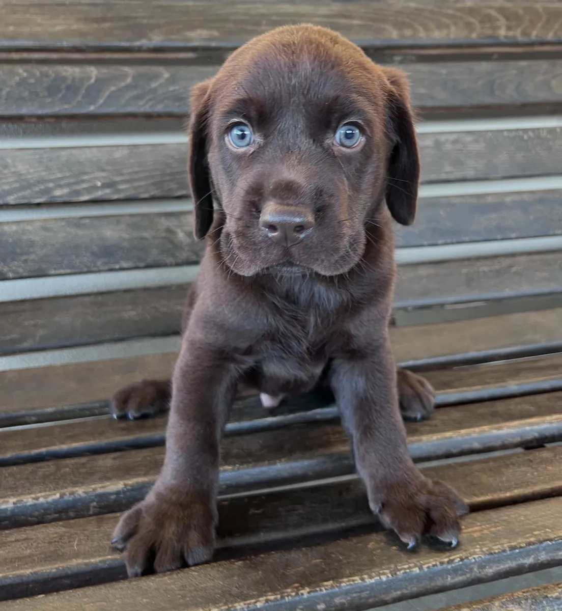 Cute Labrador pup 