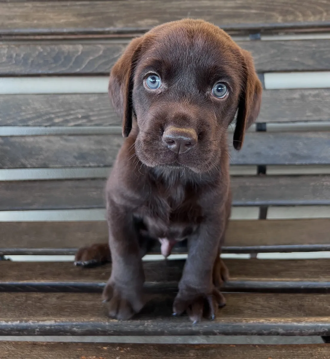 Cute Labrador pup 