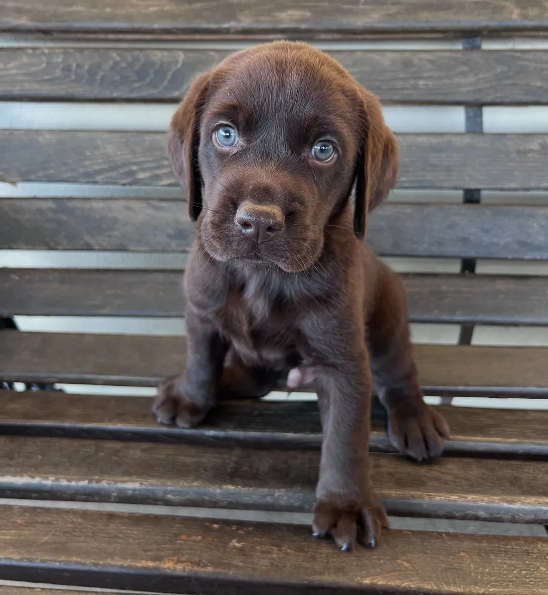 Cute Labrador pup 