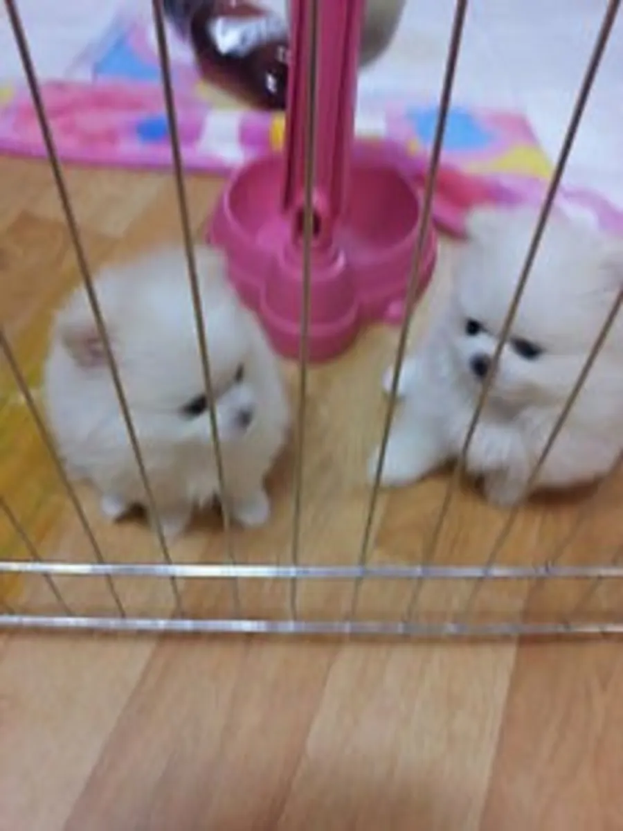 Available pomeranian puppies 