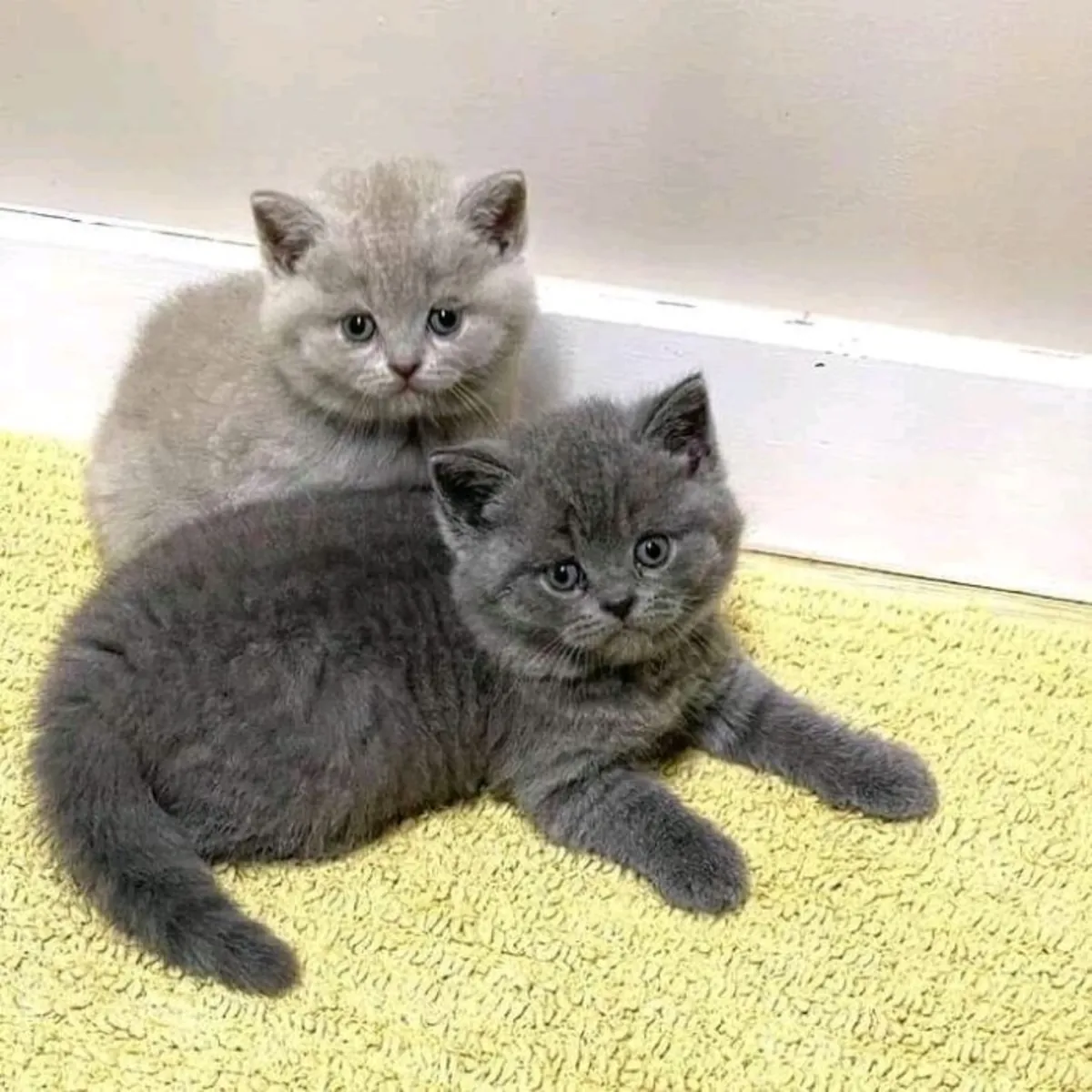 Rehoming British shorthair