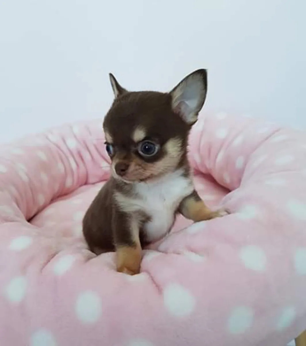 Magnifique Chot chihuahua disponible 