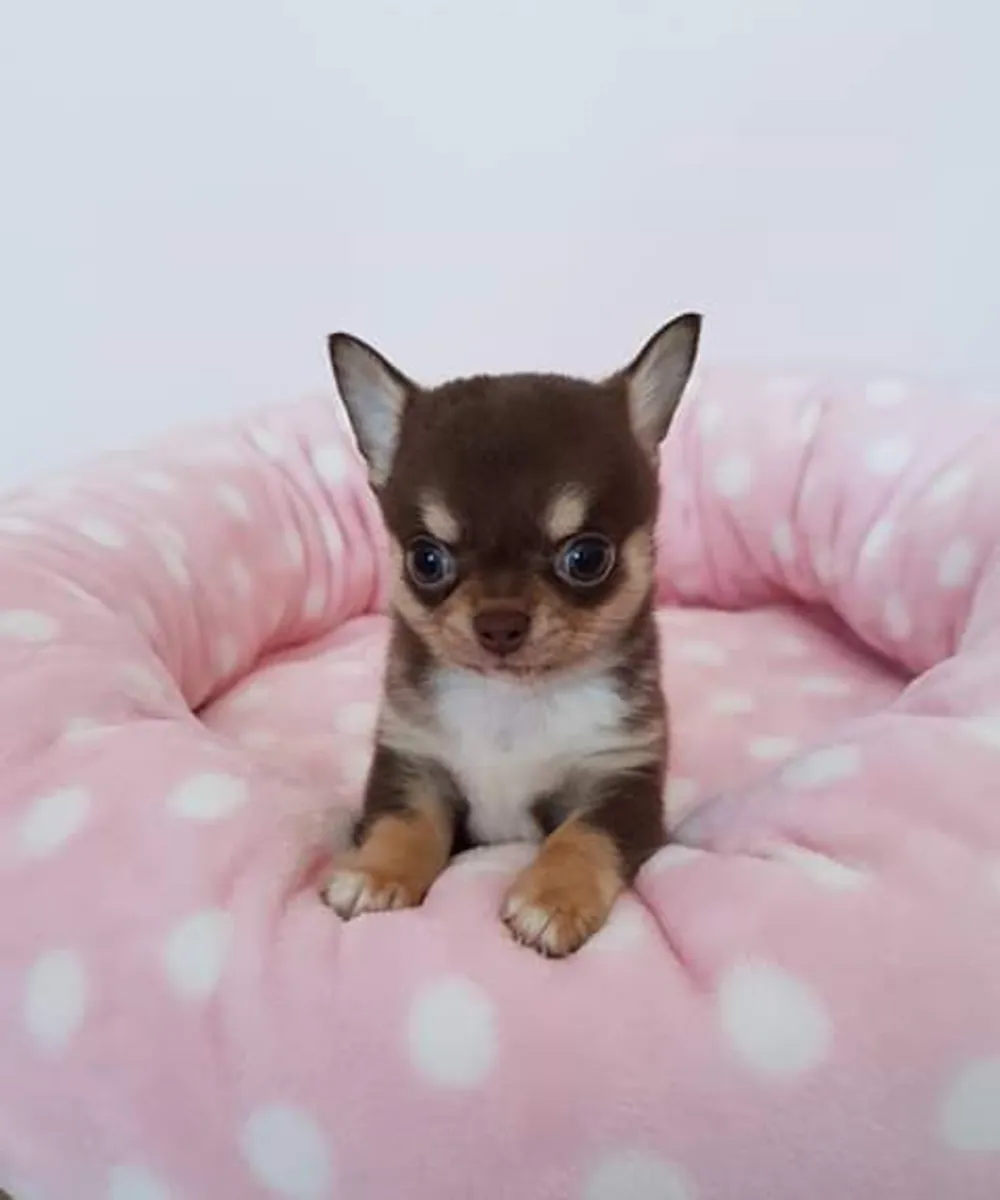 Magnifique Chot chihuahua disponible 