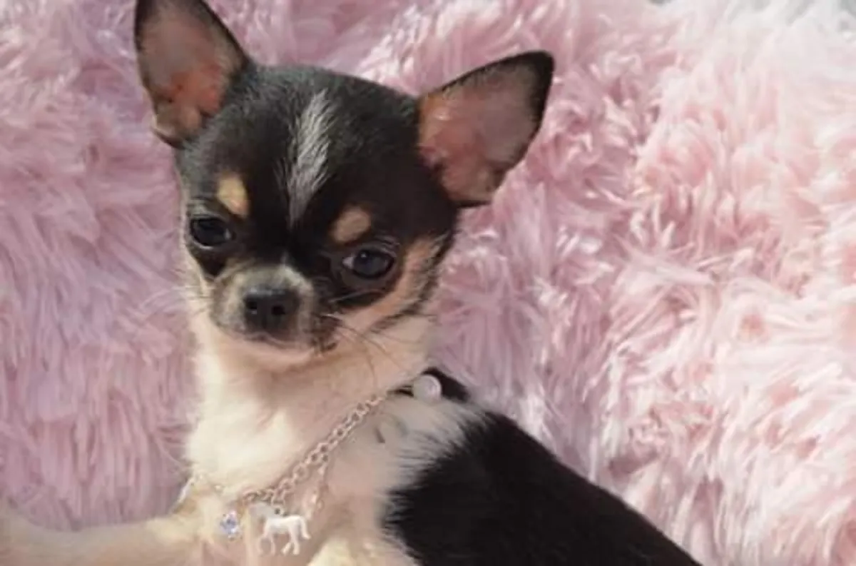 Mignon petit chihuahua disponible pour adoption 