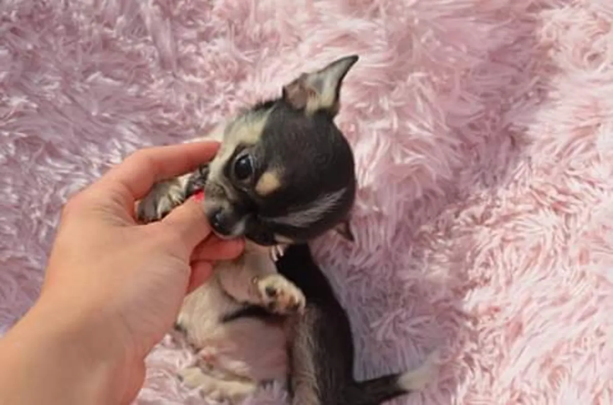 Chihuahua yavruları mevcut