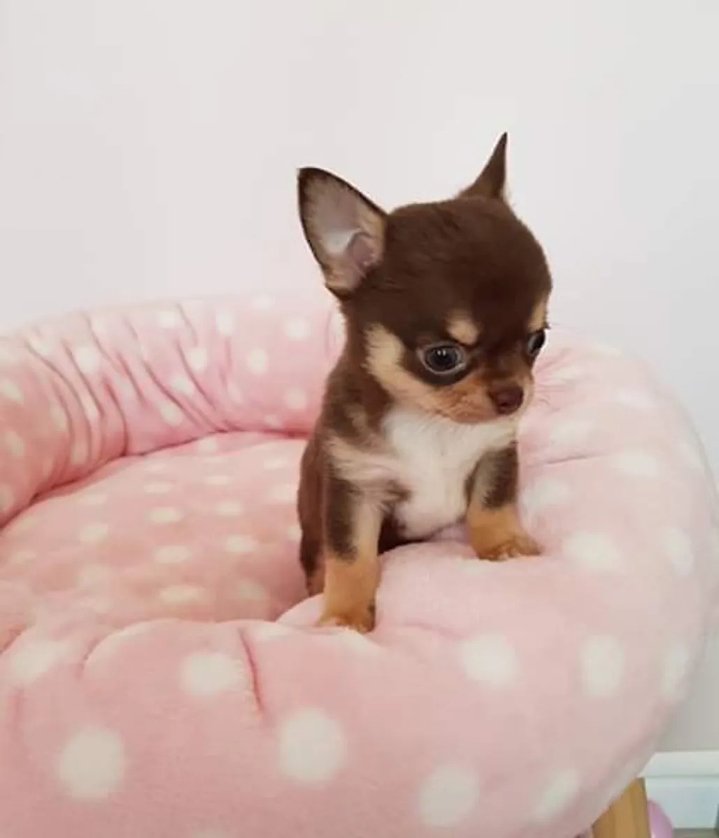 Chihuahua yavruları mevcut