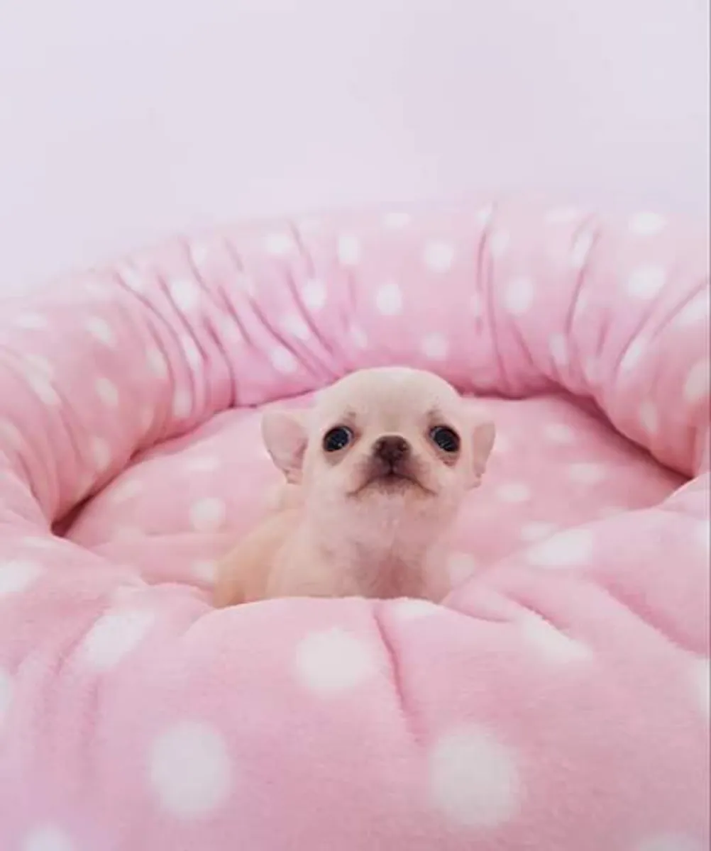 Chihuahua yavruları mevcut