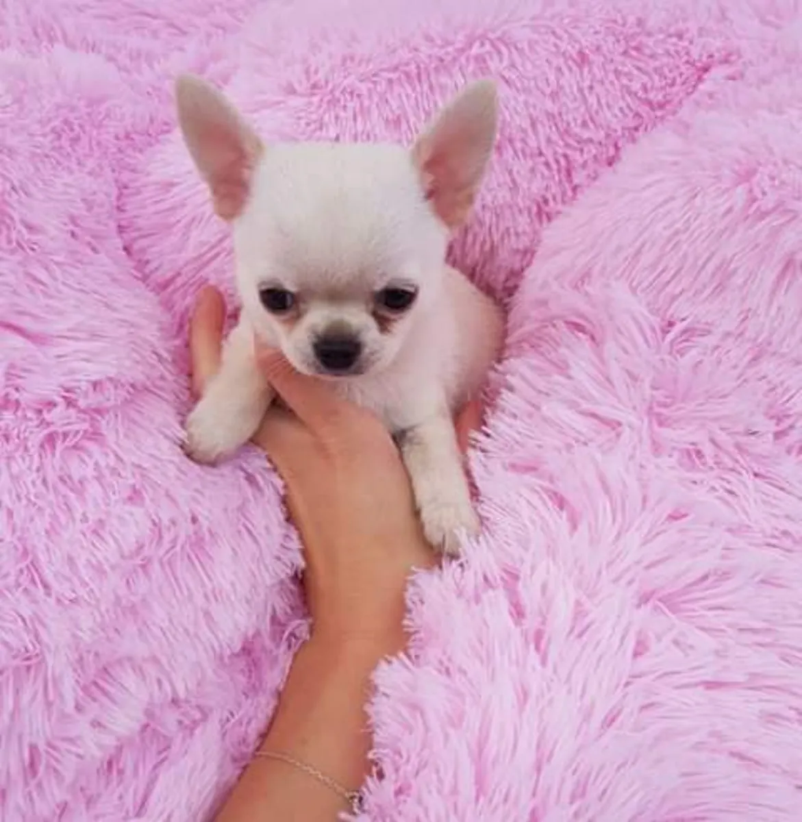 Nous avons des chiots chihuahua à l'adoption 