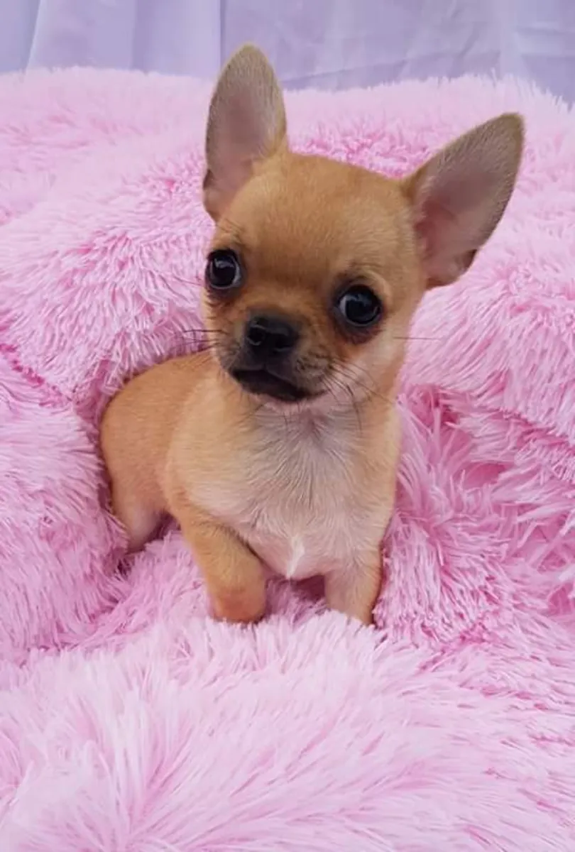 Nous avons des chiots chihuahua à l'adoption 
