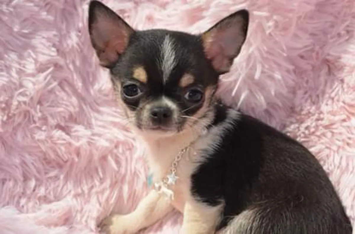 Nous avons des chiots chihuahua à l'adoption 