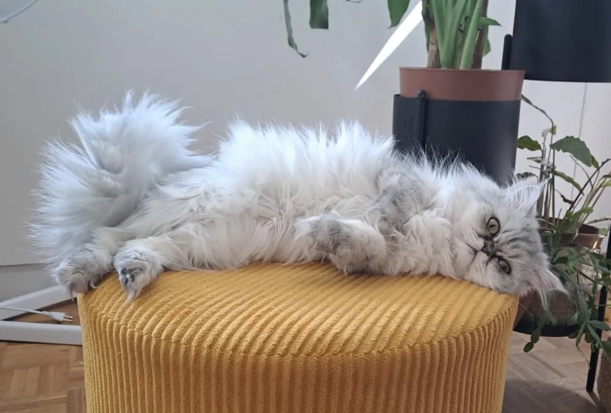Gato persa