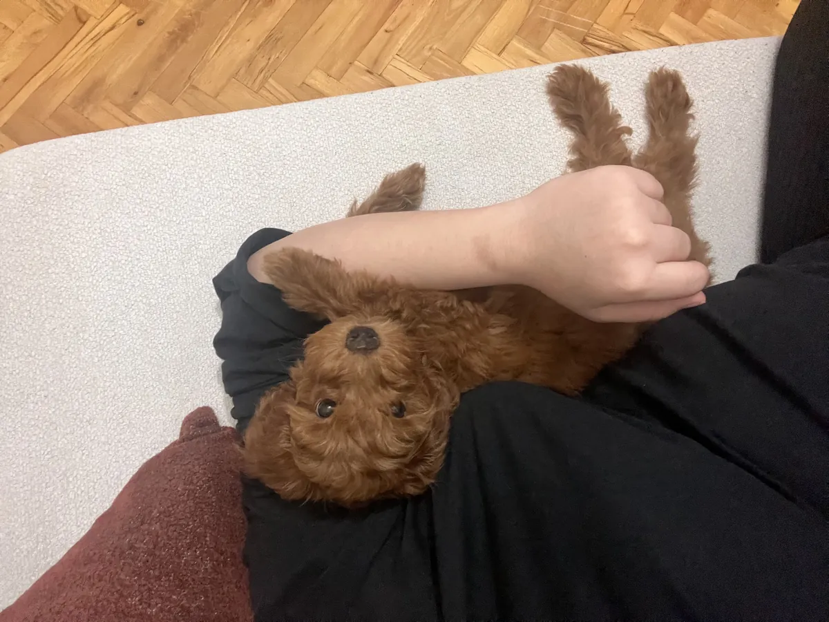 5个月大的马尔济斯犬——活泼健康，适合家庭饲养