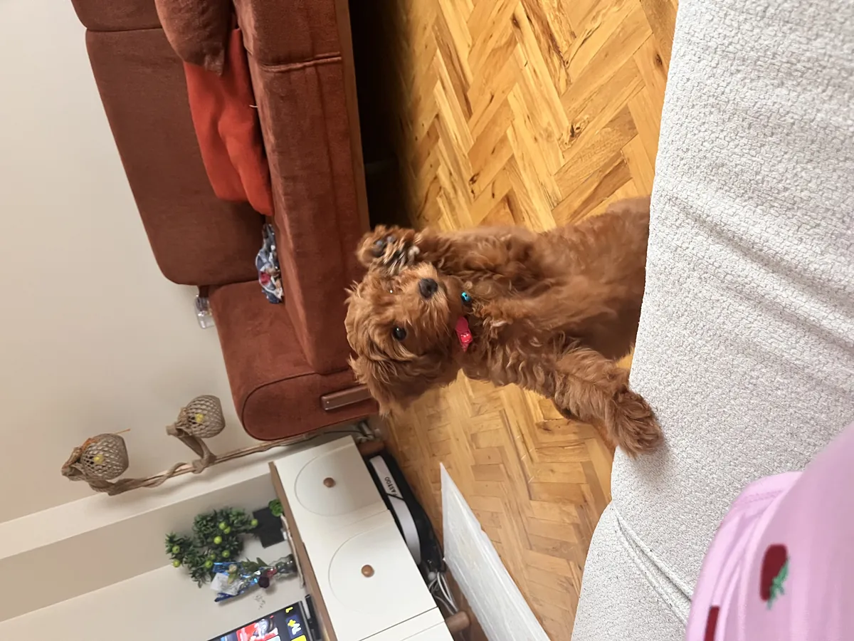 5-month-old female Maltipoo