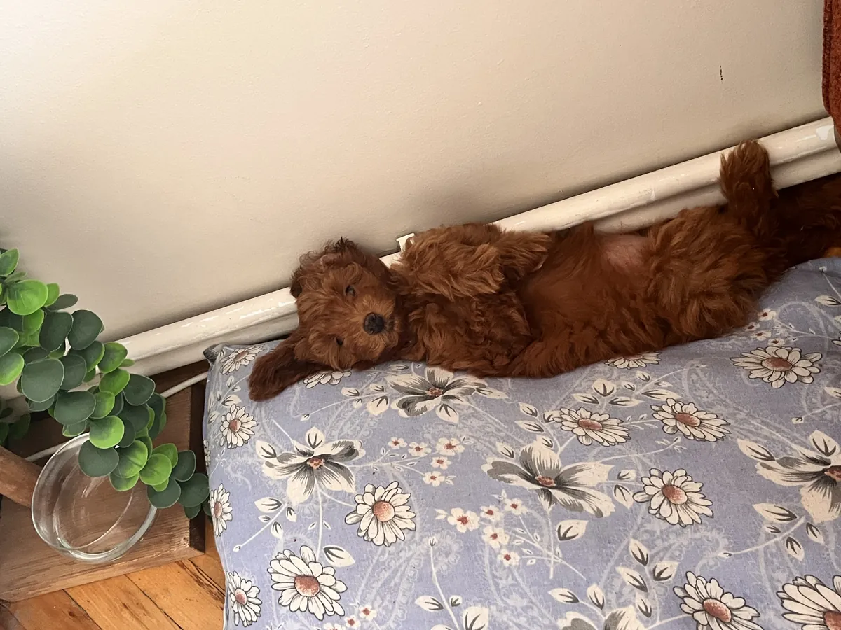 5-month-old female Maltipoo