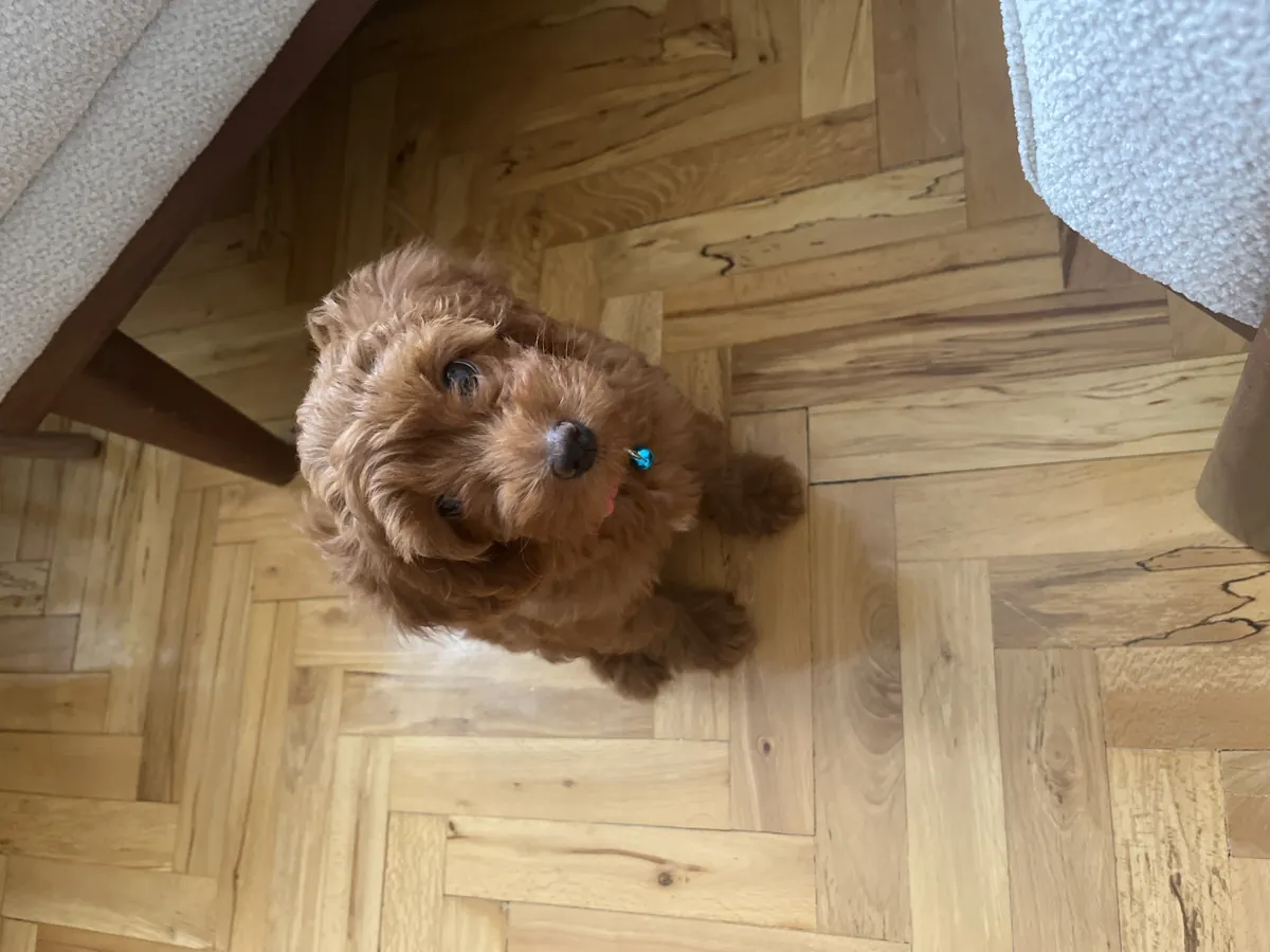 5-month-old female Maltipoo