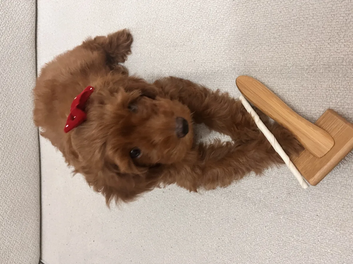 5-month-old female Maltipoo