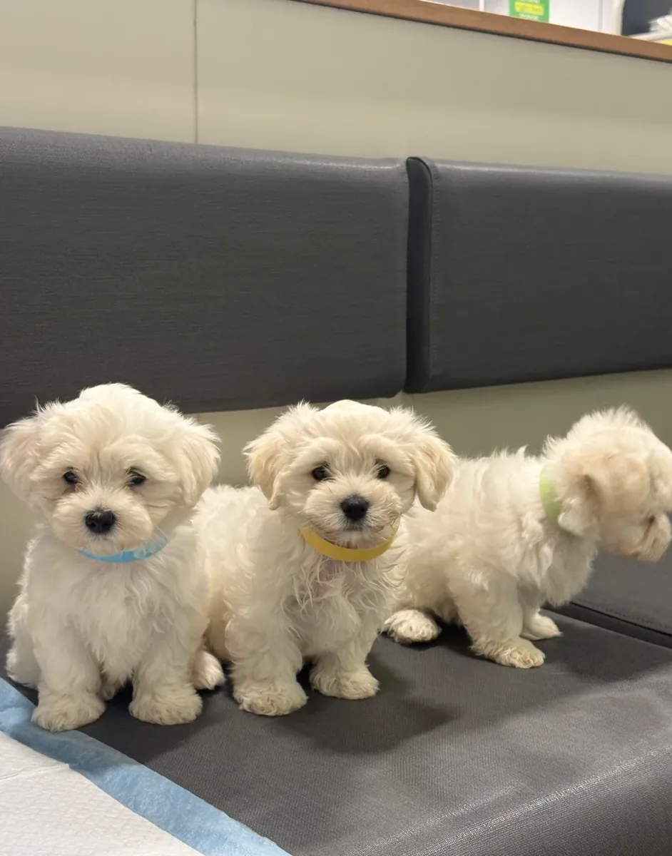 可爱的马尔济斯犬