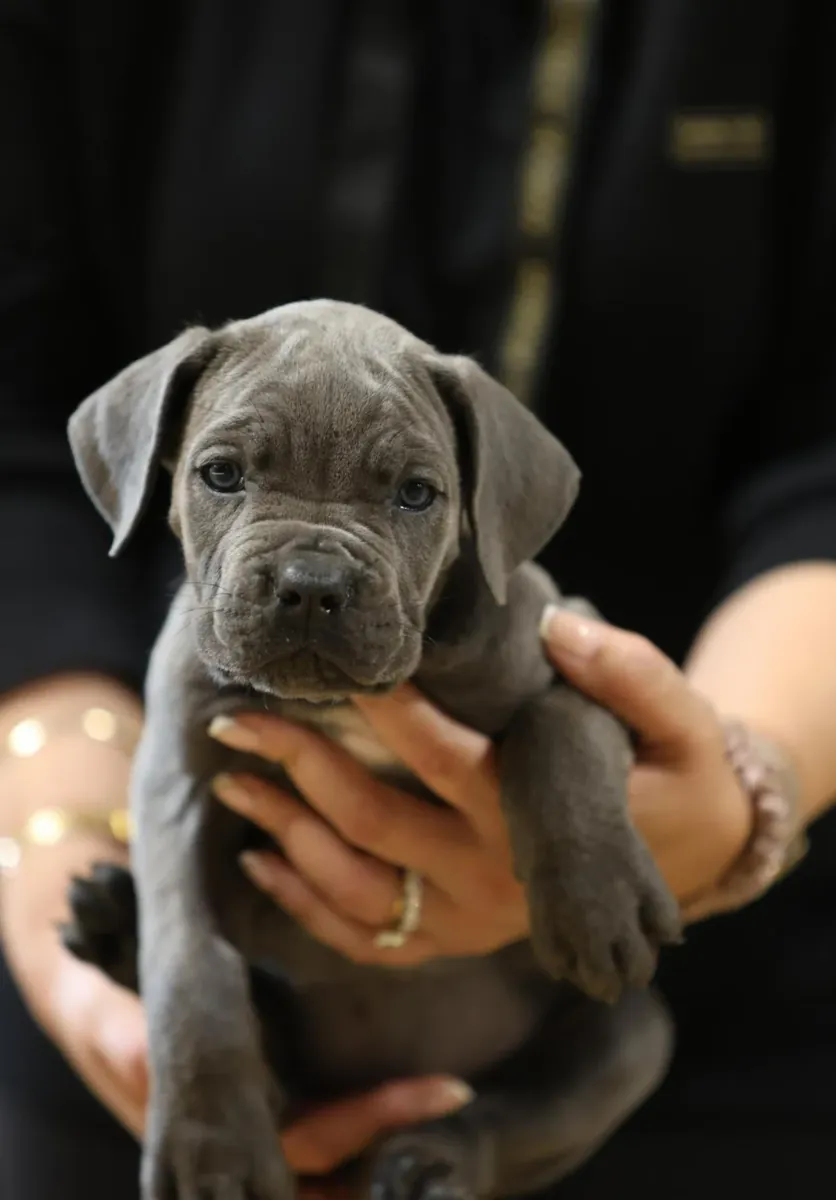 HANDSOME CANE CORSO PUPPIES READY FOR THEIR NEW HOME