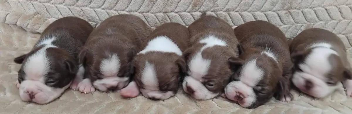 Adorable Boston Terrier Pups