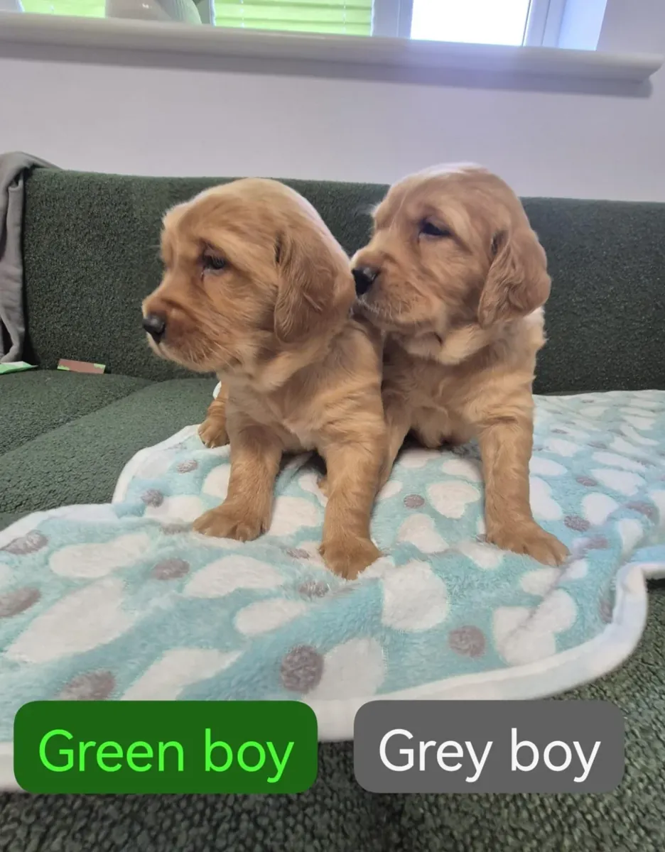 Impresionantes cachorros oscuros registrados en KC