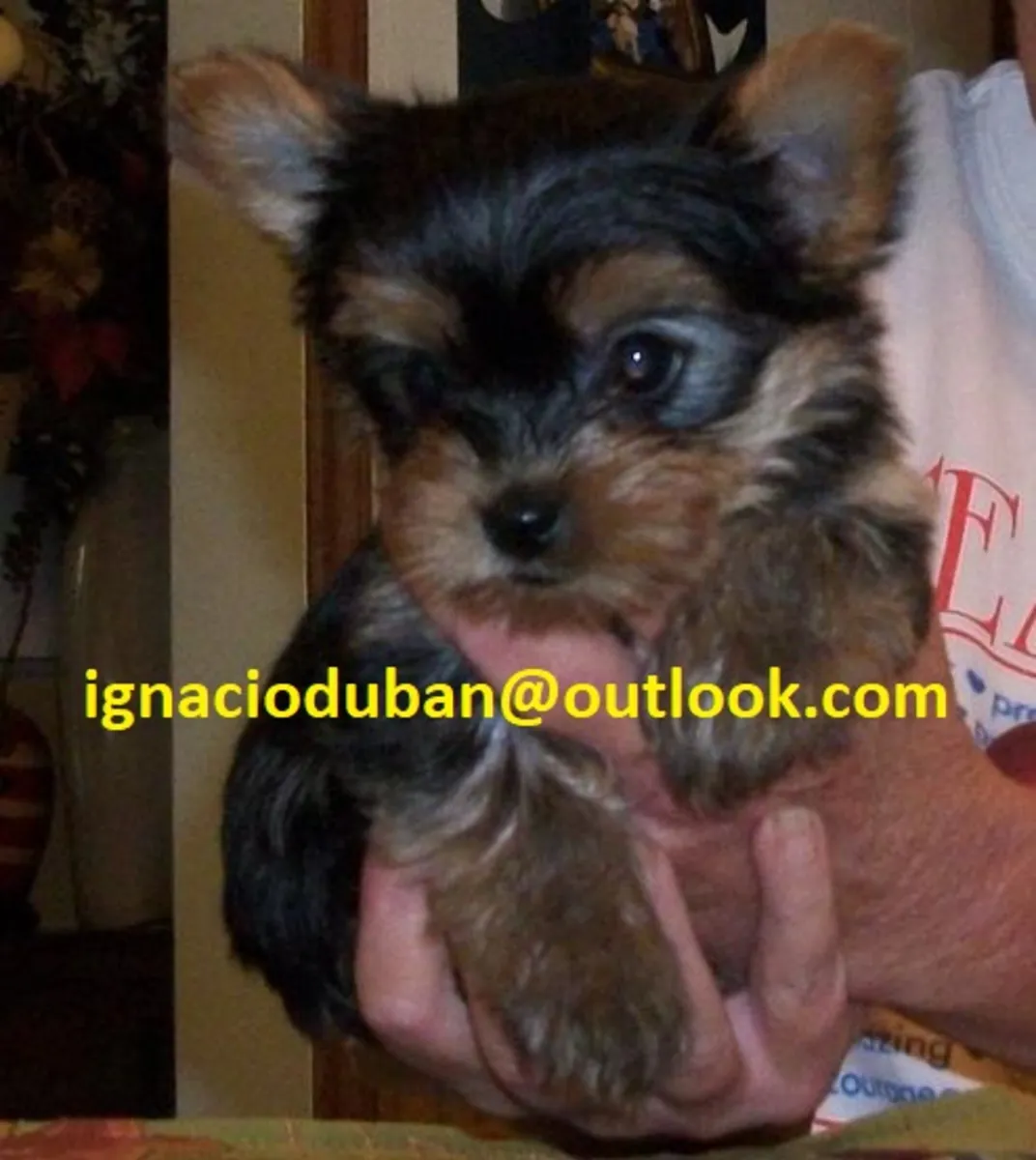 Beautiful Yorkshire puppies available; contact at ignacioduban at outlook.com.