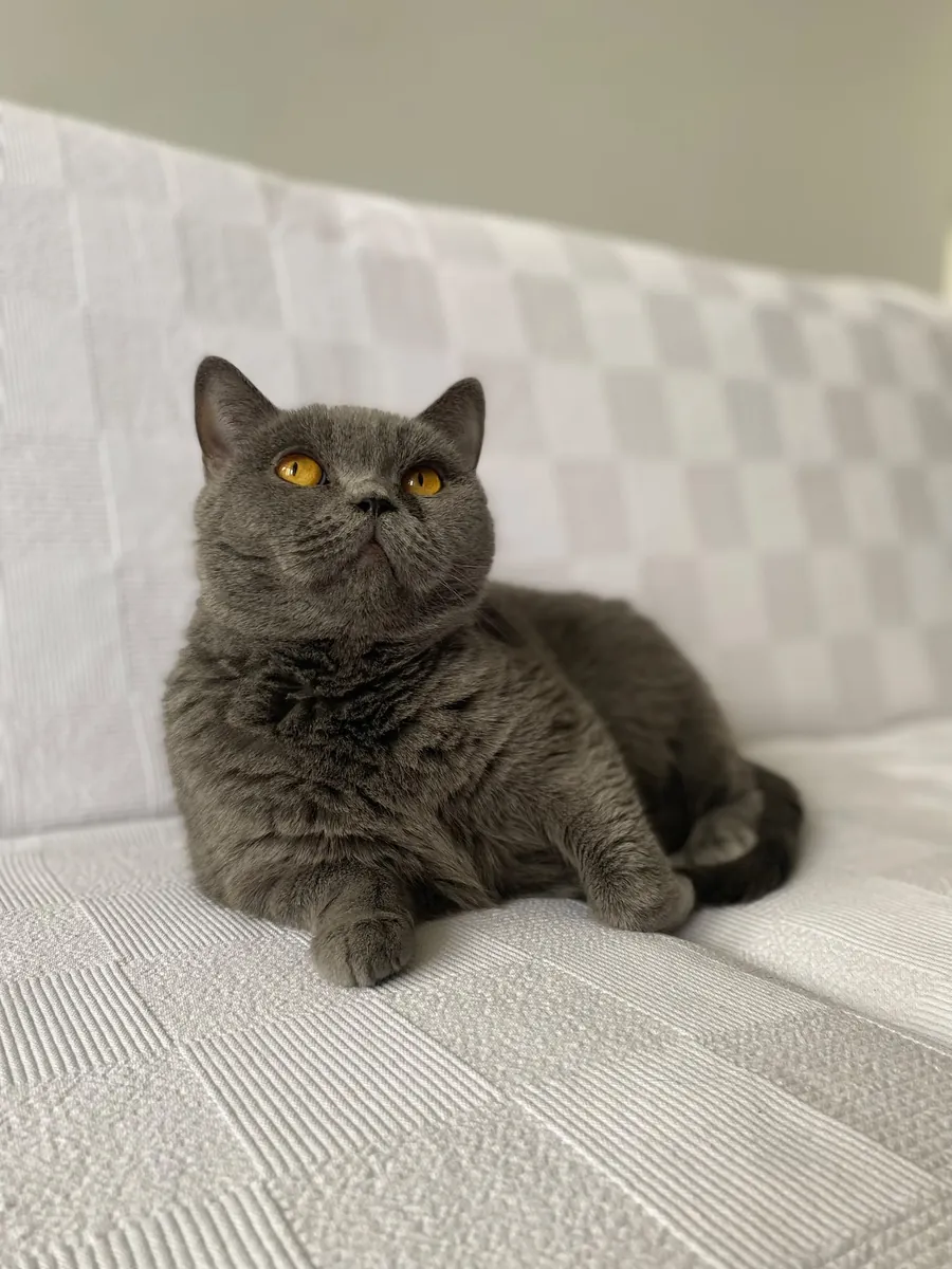 Mi linda chica británica