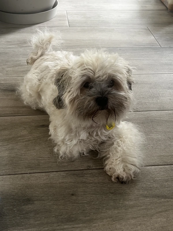 Lila