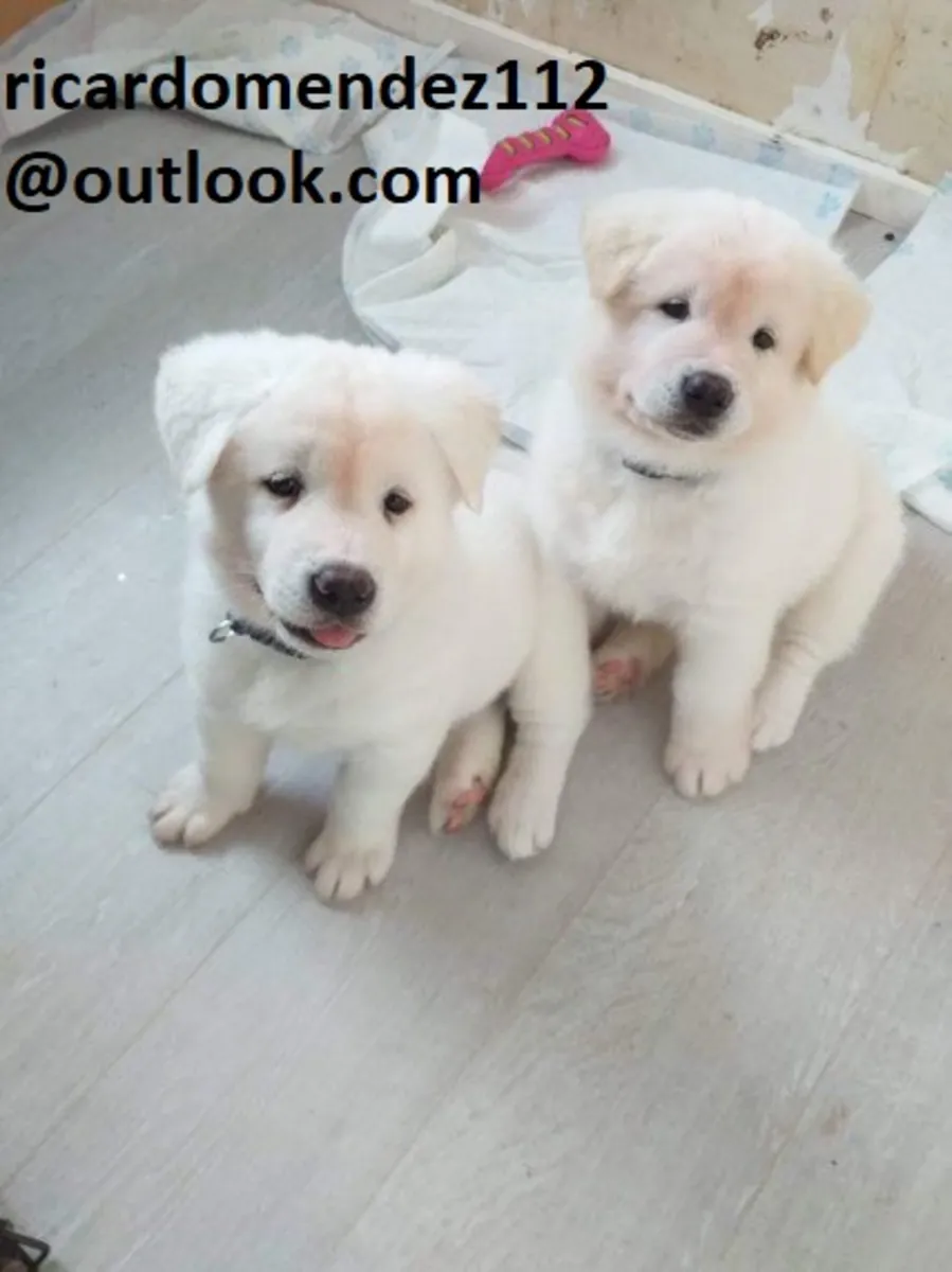 Chiots Akita à la recherche d'un nouveau foyer ; contactez l'email ricardomendez112 at outlook.com.