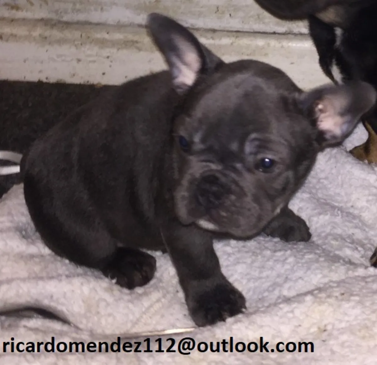 Yeni bir ev için hazır sağlıklı Fransız bulldog yavruları