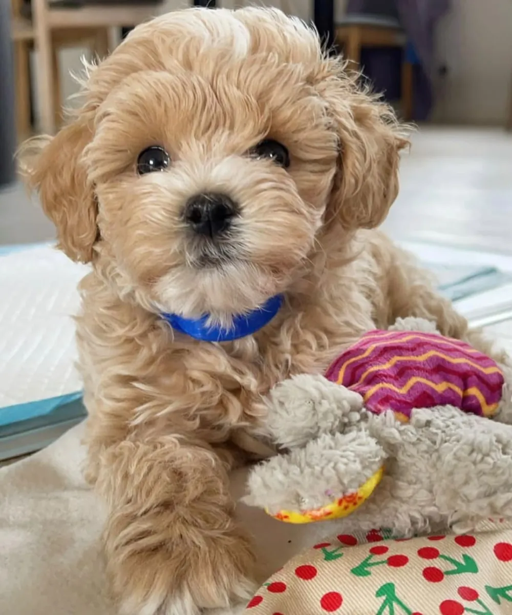 maltese pup ready for rehoming