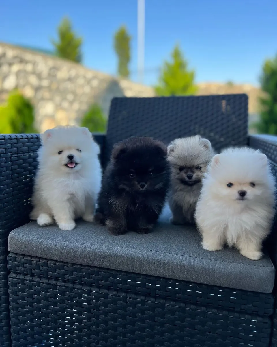 Adorables Cachorros Pomeranios