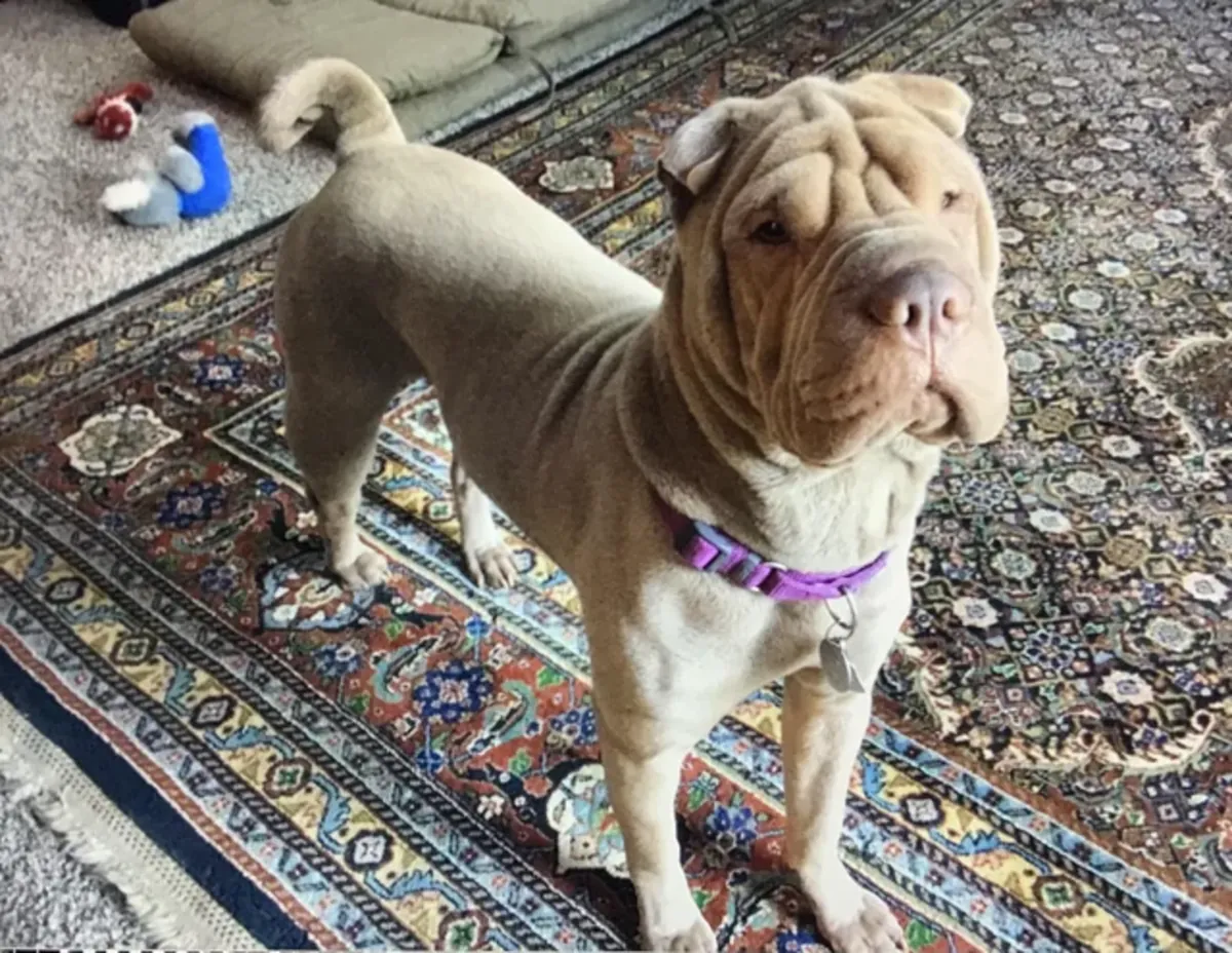 We are looking for a more suitable environment for Shar Pei.