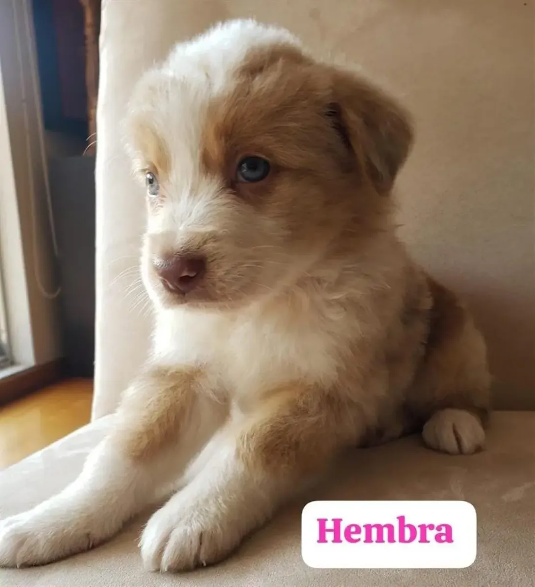 BORDER COLLIE Pedigree