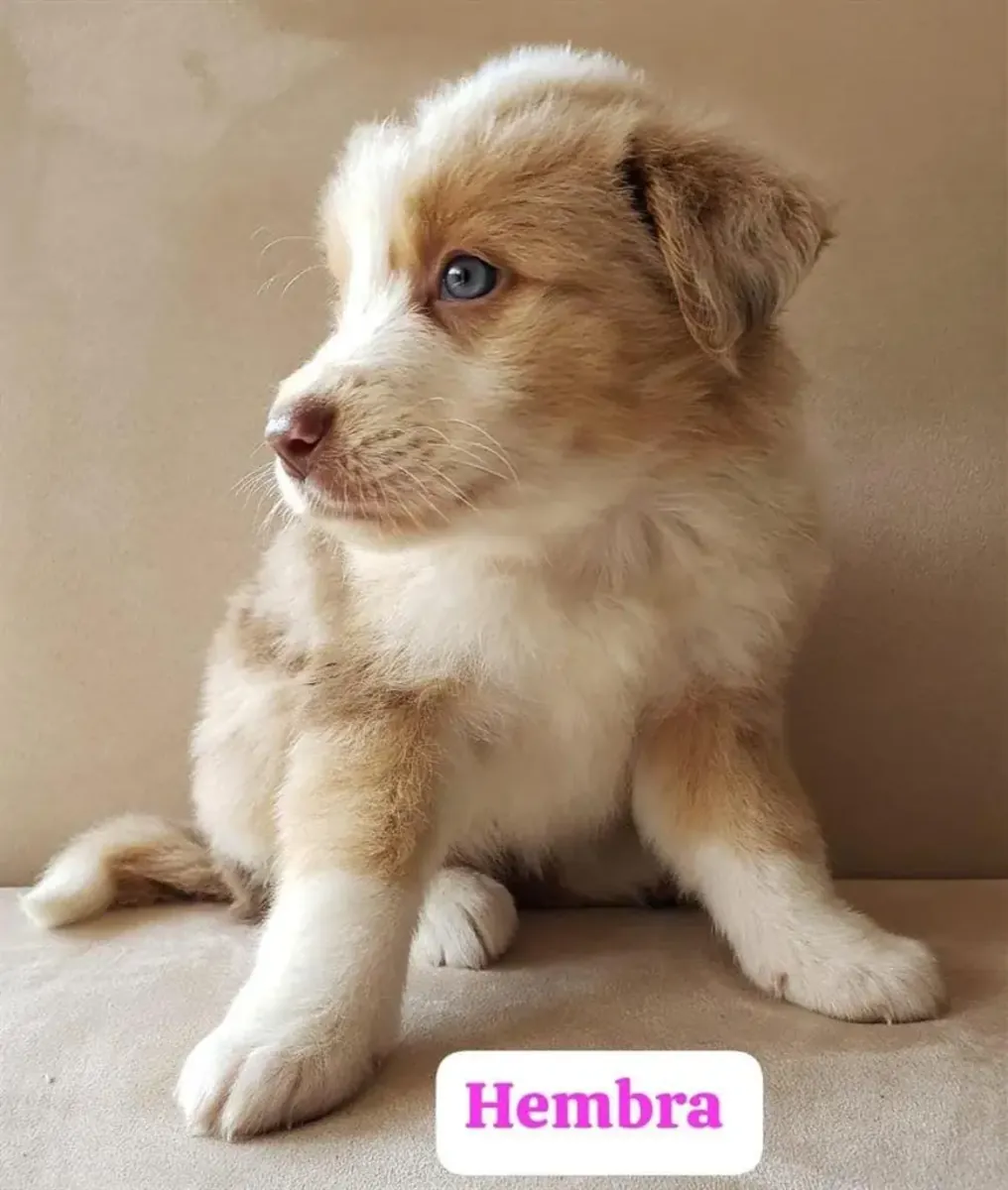 BORDER COLLIE Pedigree
