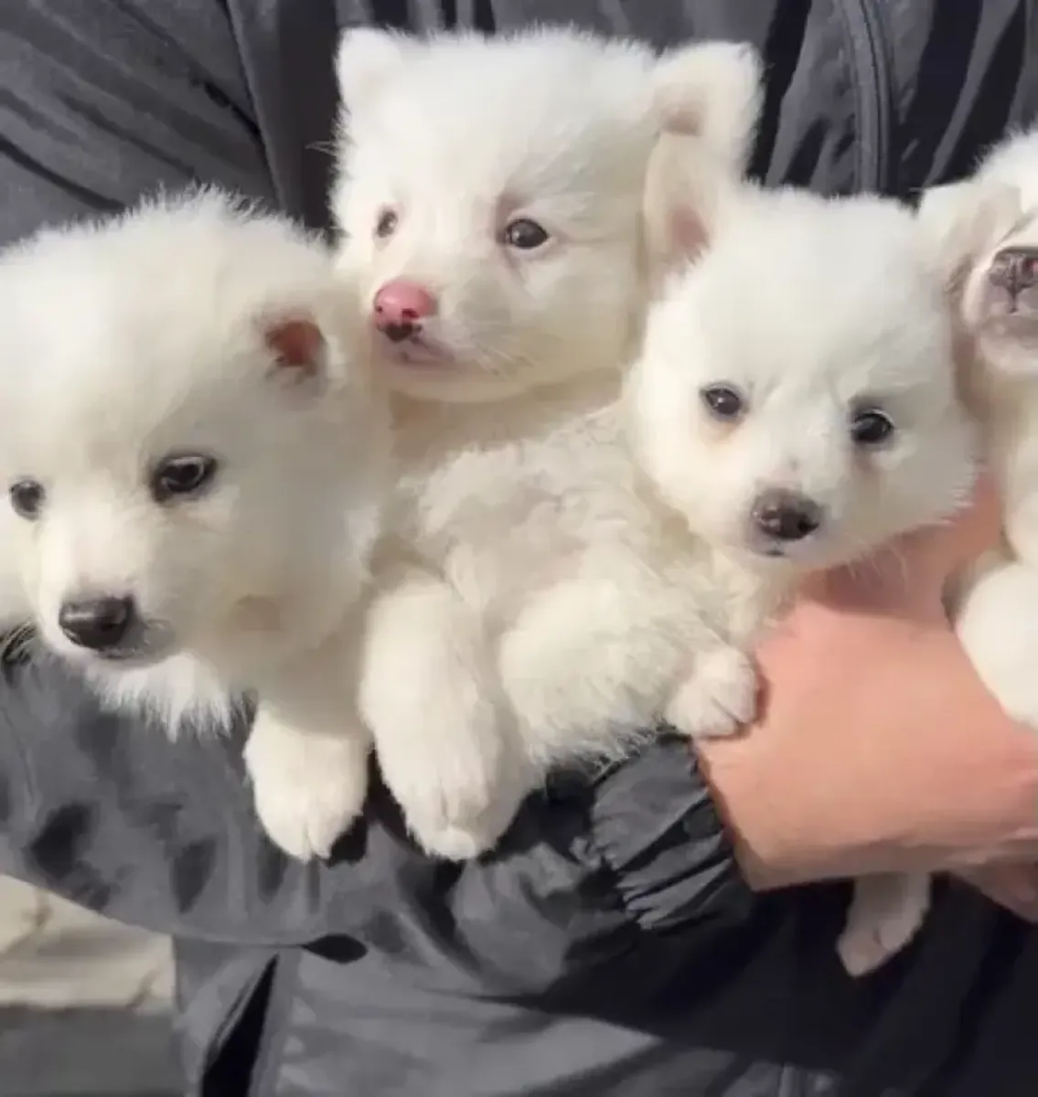 Encantadores y atractivos cachorros de Pomerania.