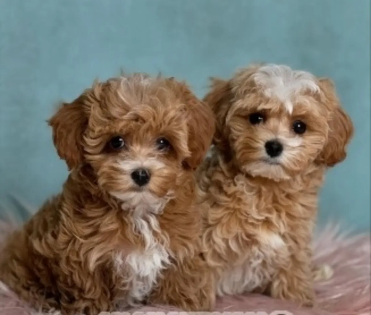 Preciosos cachorros maltipoo