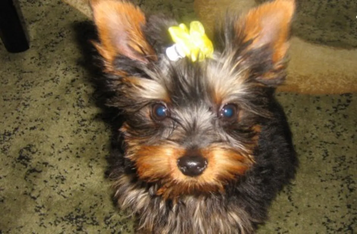 YORKSHIRE Perrito