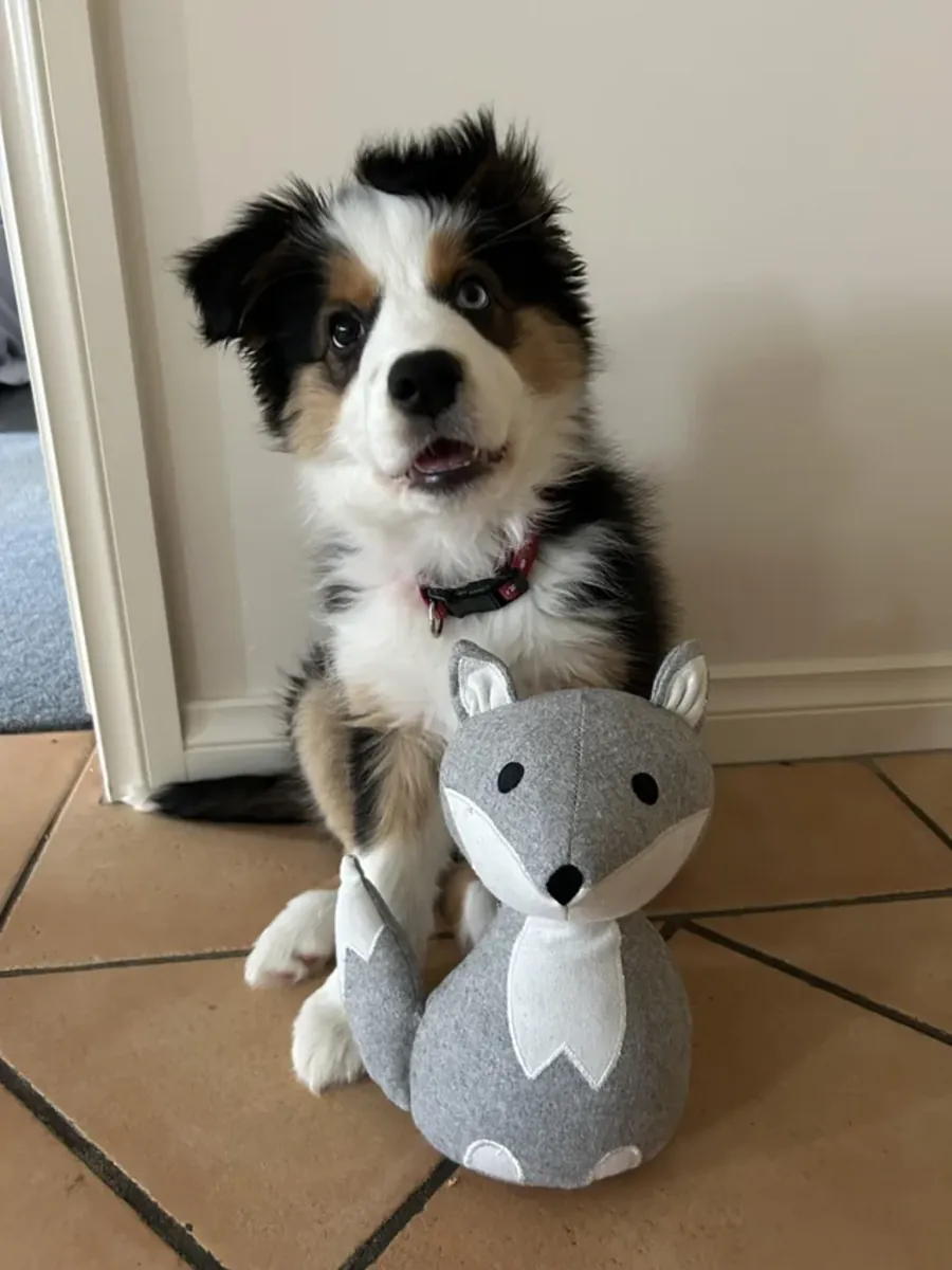 Nous recherchons une personne capable de suivre leur rythme effréné.