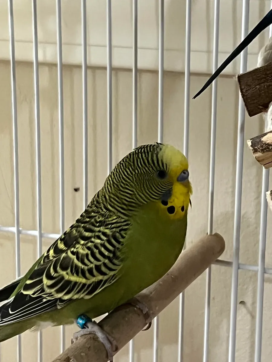 tek muhabbet kuşu verilecek