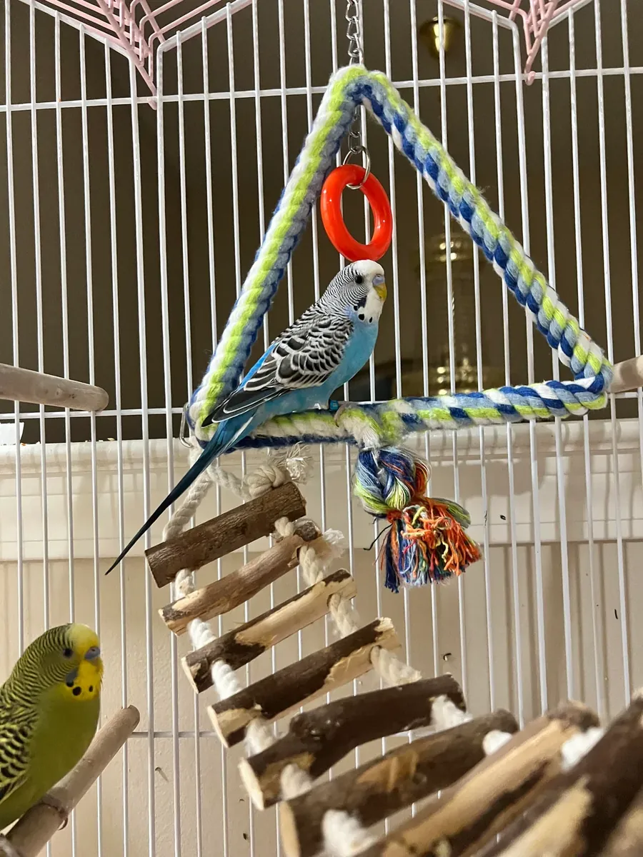 tek muhabbet kuşu verilecek