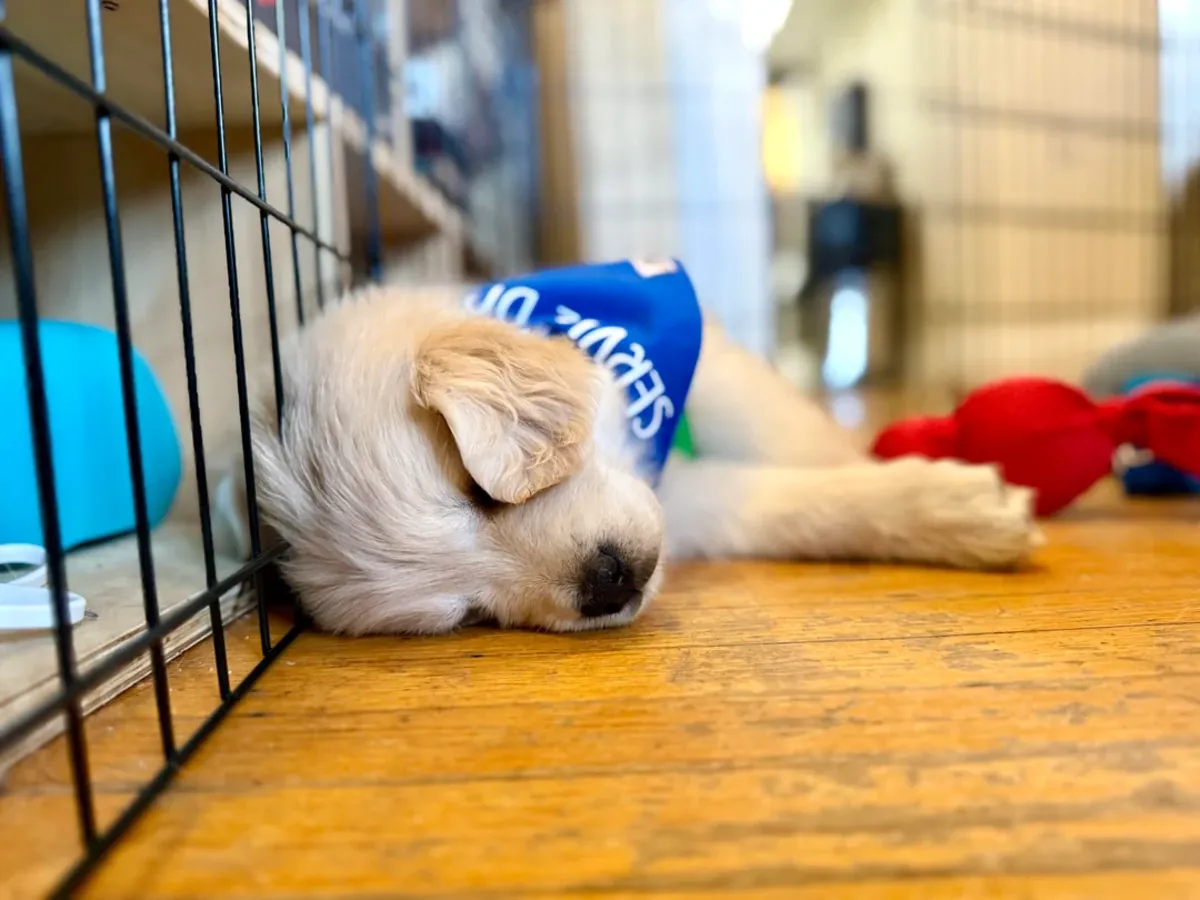 çok seviyoruz ama yeterli zamanı ayıramıyoruz