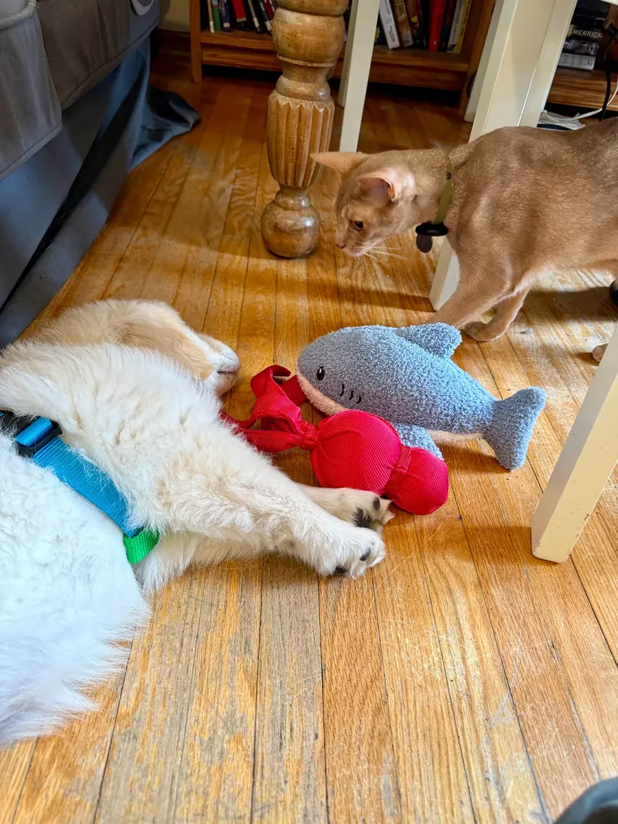 çok seviyoruz ama yeterli zamanı ayıramıyoruz