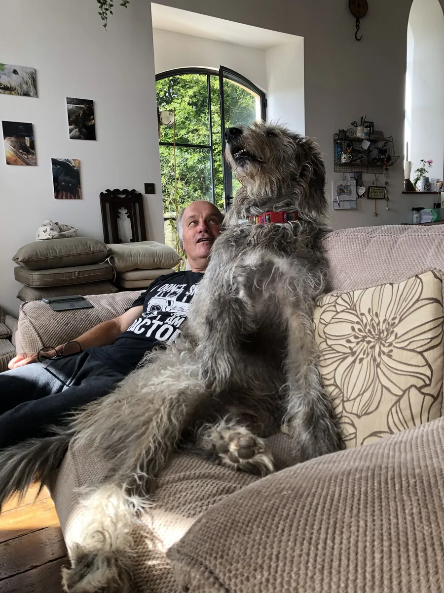 爱尔兰猎狼犬领养——高贵而沉稳的巨型犬种