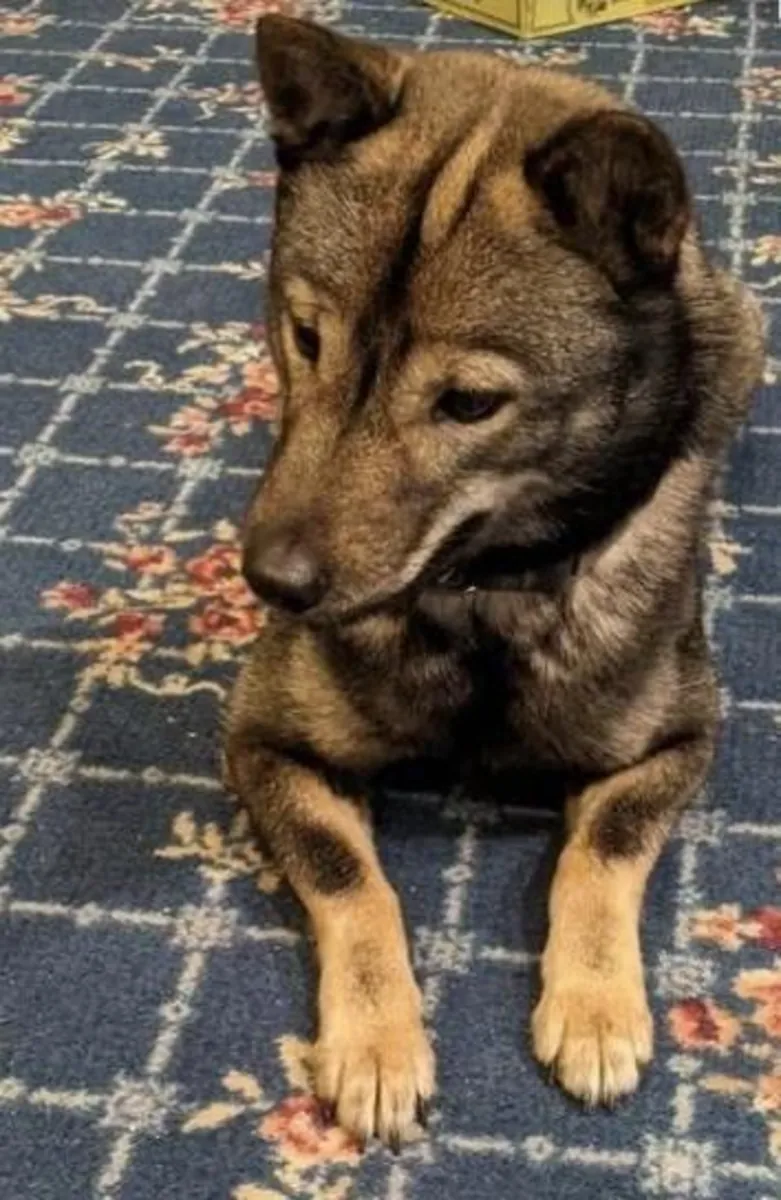 Продается в Хоккайдо – крепкая и выносливая собака японской породы.