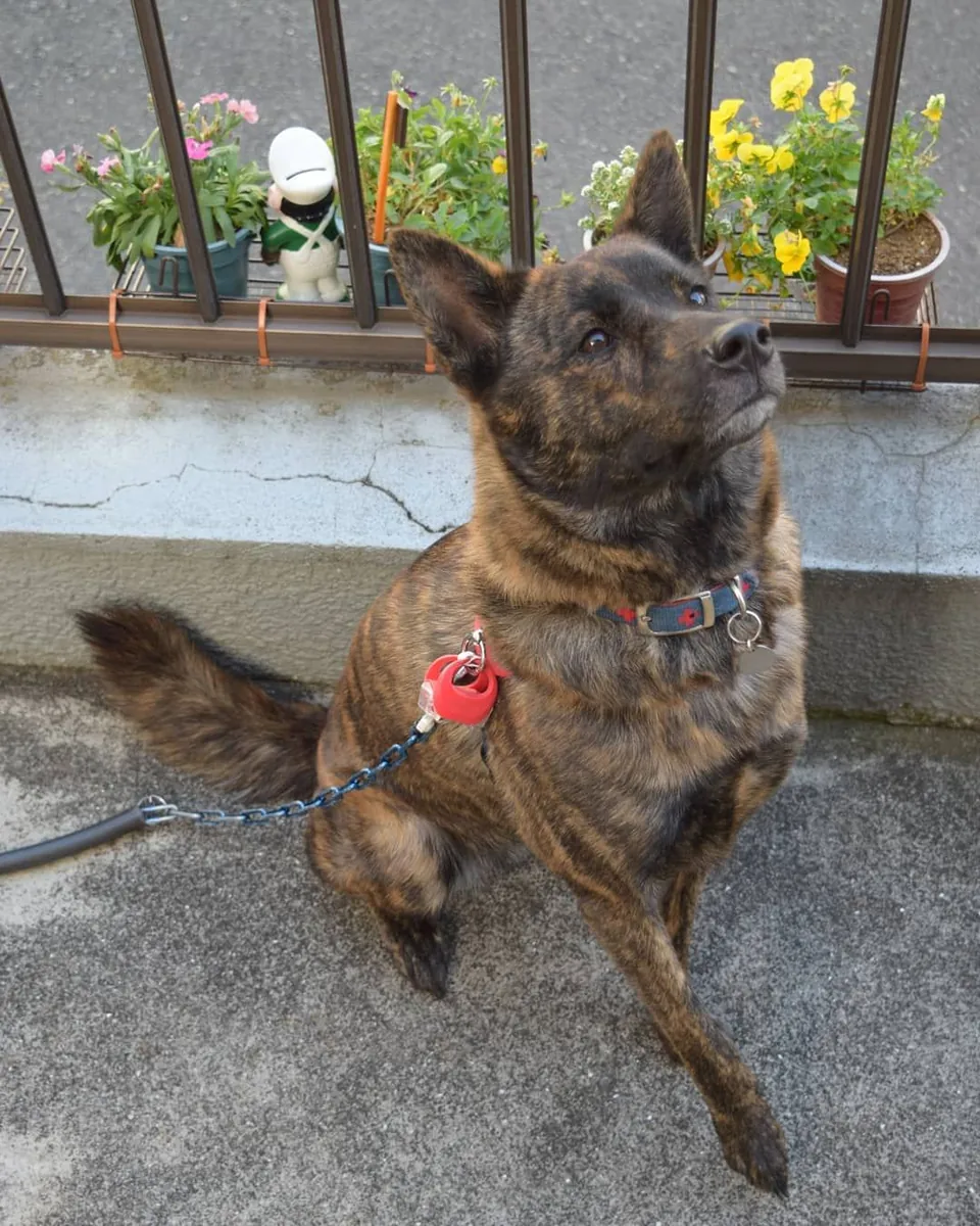 Продается в Хоккайдо – крепкая и выносливая собака японской породы.